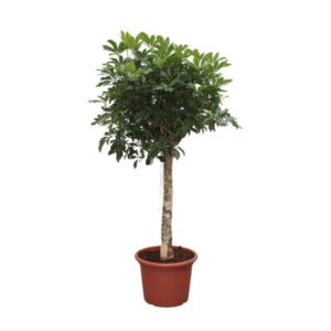 Schefflera Arboricola Compacta boom