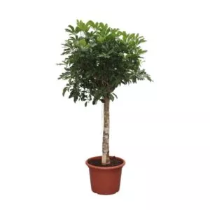 Schefflera Arboricola Compacta boom