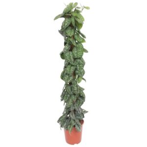 Scindapsus Pictus Trebie op mosstok