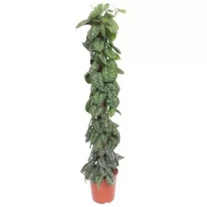 Scindapsus Pictus Trebie op mosstok
