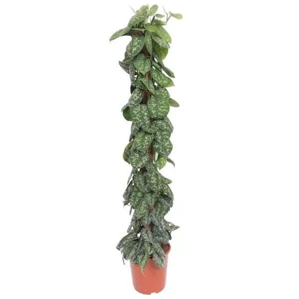 Scindapsus Pictus Trebie mosstok - 160 cm - ø30 cm