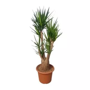 Yucca Elephantipes vertakt - 190 cm - ø55 cm