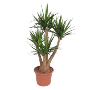 Yucca Elephantipes vertakt - 170 cm - ø45 cm