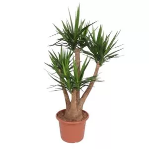 Yucca Elephantipes vertakt - 170 cm - ø45 cm