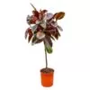 Ficus Elastica Belize op stam - 130 cm - ø24 cm