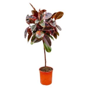 Ficus elastica Belize op stam