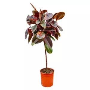 Ficus elastica Belize op stam
