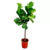 Ficus Lyrata boom