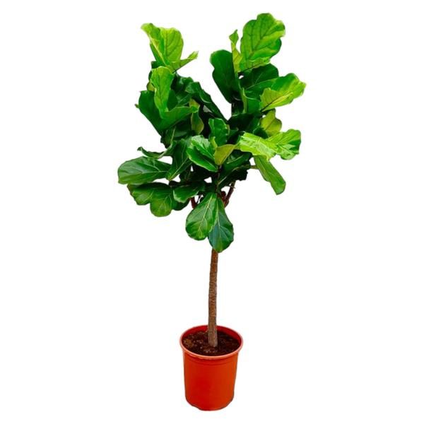 Ficus Lyrata boom - 150 cm - ø30 cm