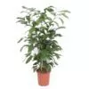 Caryota Mitis