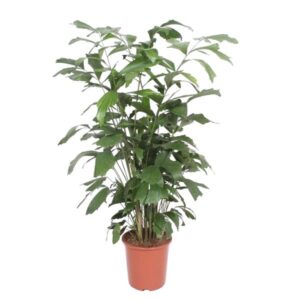 Caryota Mitis