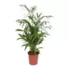 Chamaedorea Seifrizii