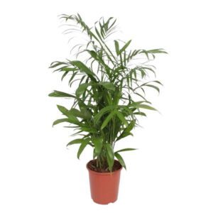 Chamaedorea Seifrizii