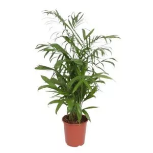 Chamaedorea Seifrizii