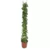 Cissus rotundifolia pyramide