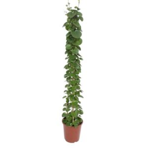 Cissus rotundifolia pyramide