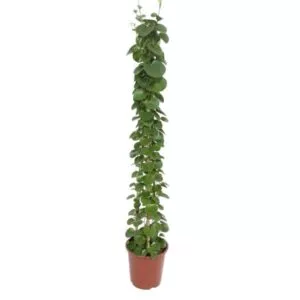 Cissus rotundifolia pyramide