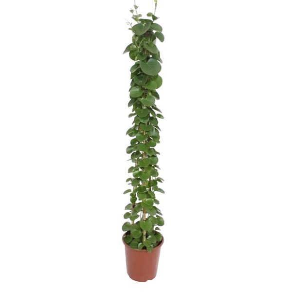 Cissus rotundifolia pyramide - 160 cm - ø27 cm