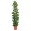 Epipremnum Aureum gaasrek - 160 cm - ø27 cm