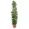Epipremnum Aureum gaasrek