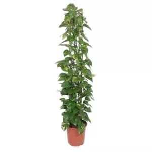 Epipremnum Aureum gaasrek