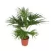 Livistona Chinensis (Chinese schermpalm)
