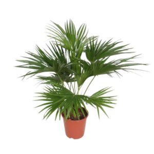 Livistona Chinensis (Chinese schermpalm)