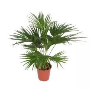 Livistona Chinensis (Chinese schermpalm)