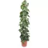 Philodendron Scandens gaasrek