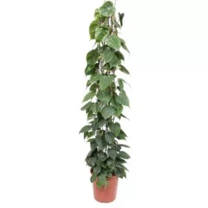 Philodendron Scandens gaasrek
