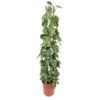 Philodendron Scandens Brasil gaasrek - 160 cm - ø27 cm