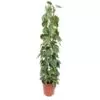 Philodendron Scandens Brasil gaasrek