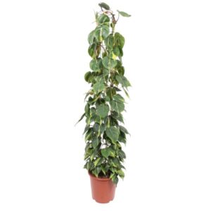 Philodendron Scandens Brasil gaasrek