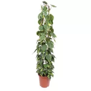 Philodendron Scandens Brasil gaasrek