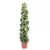 Philodendron Scandens Brasil mosstok