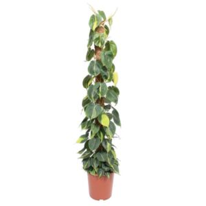 Philodendron Scandens Brasil mosstok