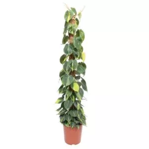 Philodendron Scandens Brasil mosstok