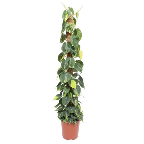 Philodendron Scandens Brasil mosstok - 150 cm - ø27 cm
