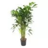 Caryota Mitis