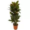 Codiaeum (Croton) Petra vertakt 