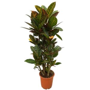 Codiaeum (Croton) Petra vertakt 