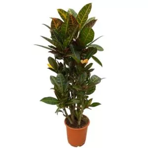 Codiaeum (Croton) Petra vertakt 