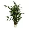 Caryota Mitis