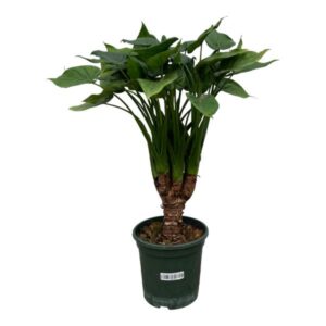 Alocasia Cucullatta stam