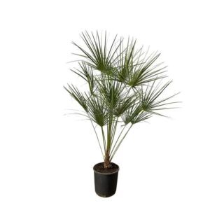 Chamaerops Humilis op stam