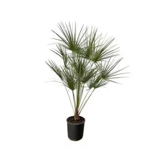 Chamaerops Humilis op stam