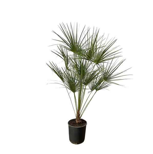 Chamaerops Humilis op stam