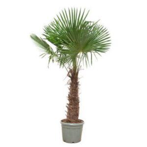 Trachycarpus Fortunei