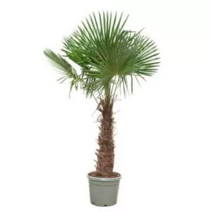 Trachycarpus Fortunei