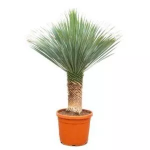 Yucca Rostrata